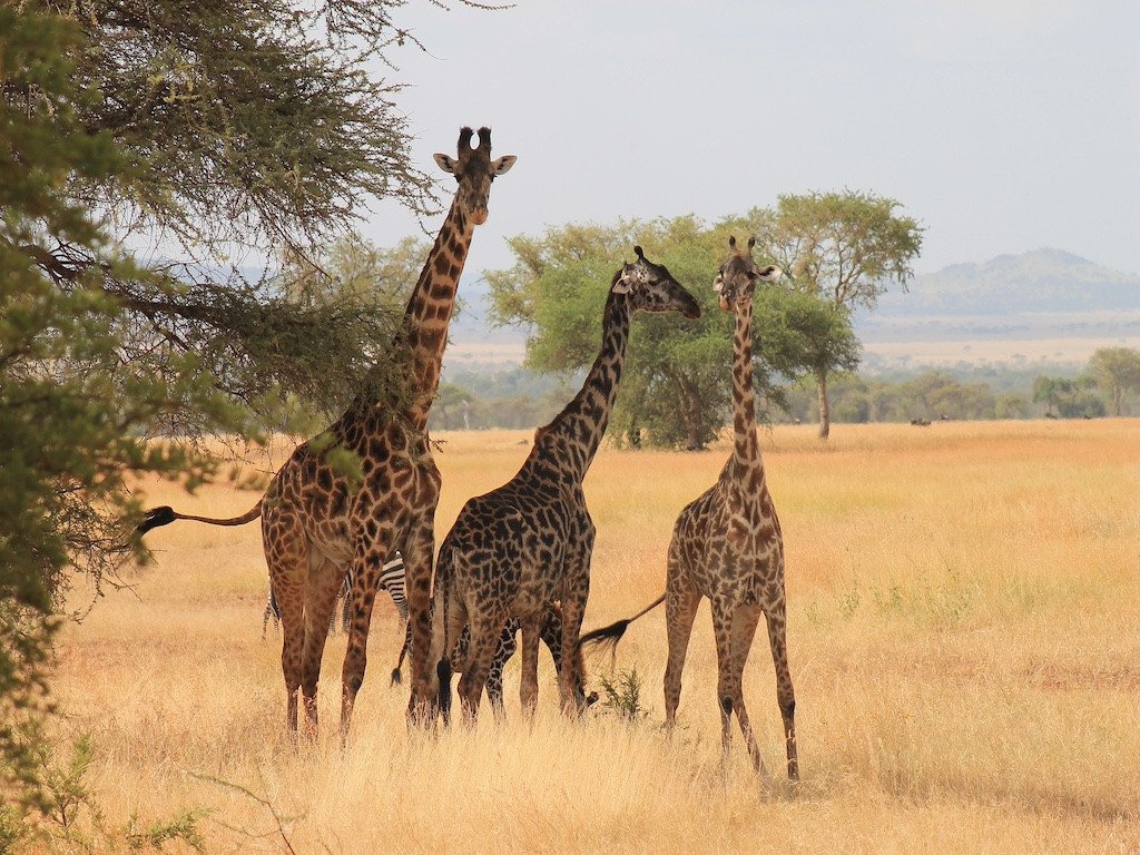 Serengetigirafes.jpg