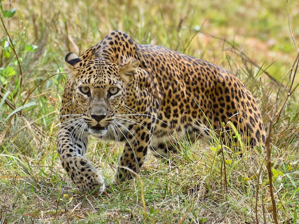 srilanka-trip-6889809_1920.JPG