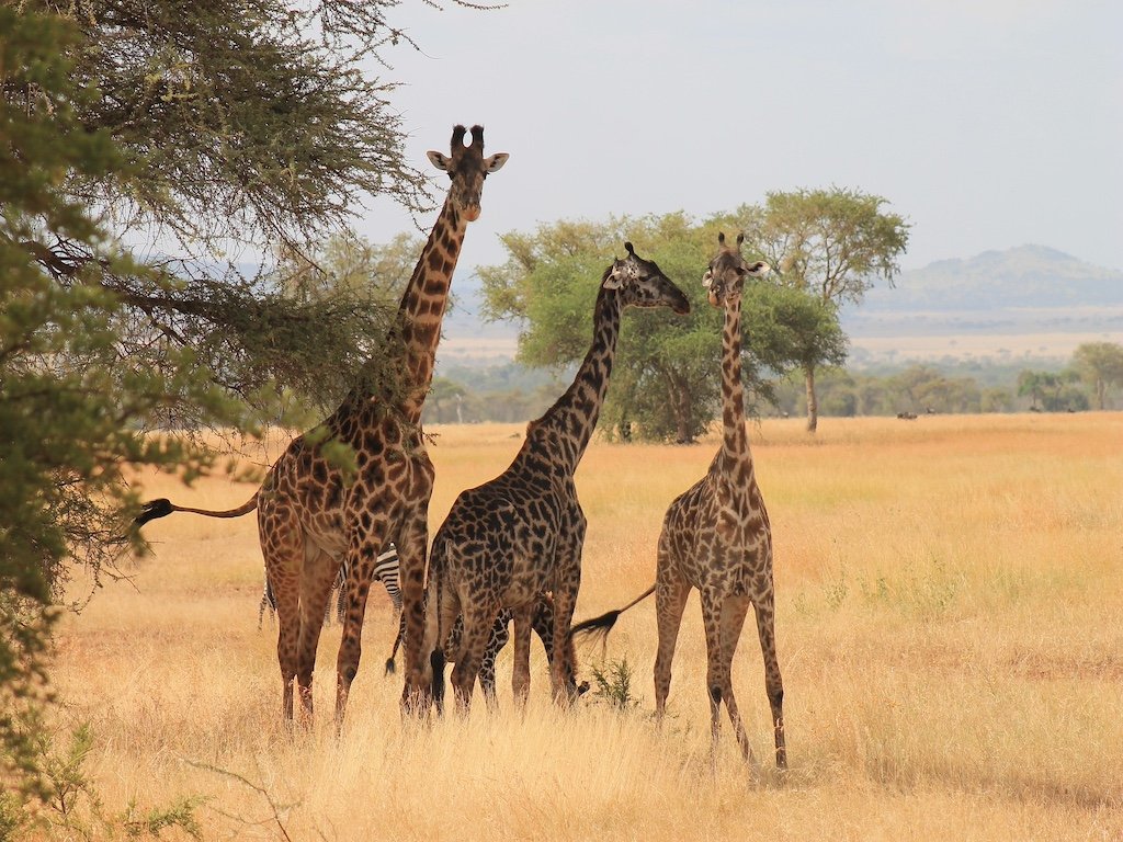 Serengetigirafes.jpg