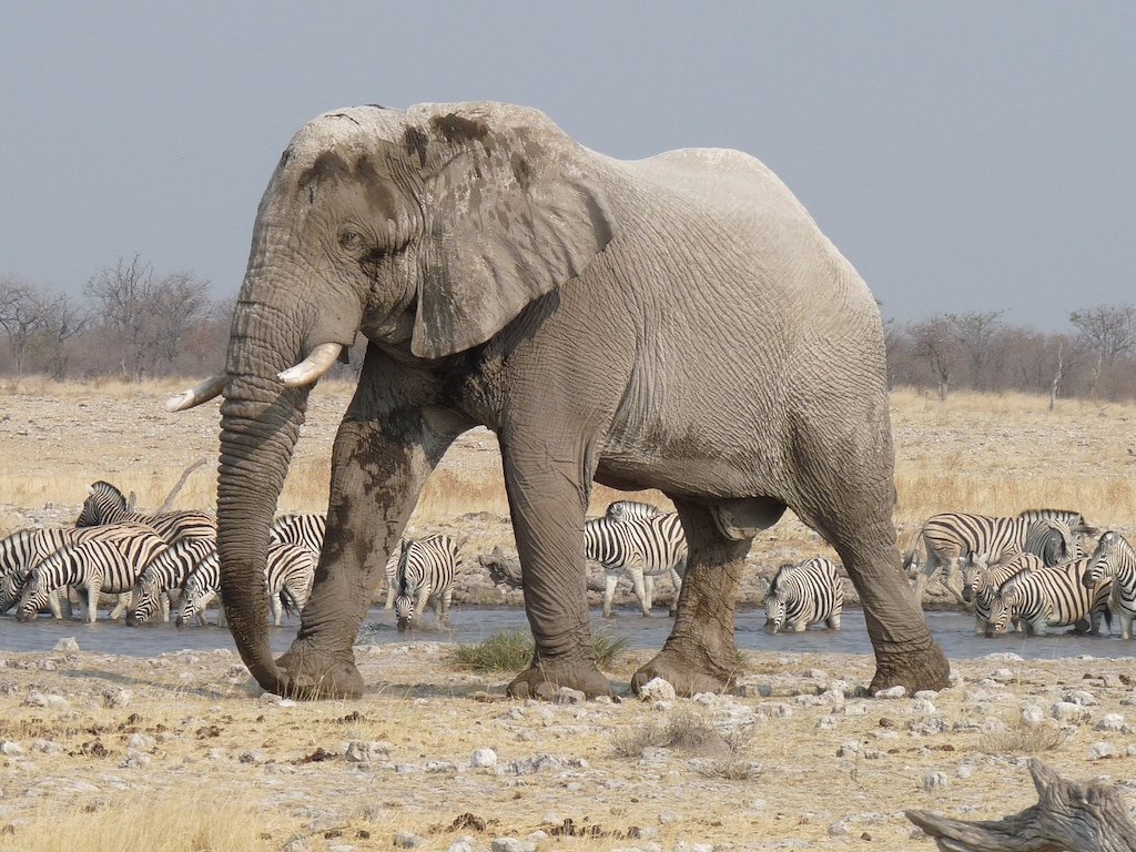 elephant-etosha.jpg