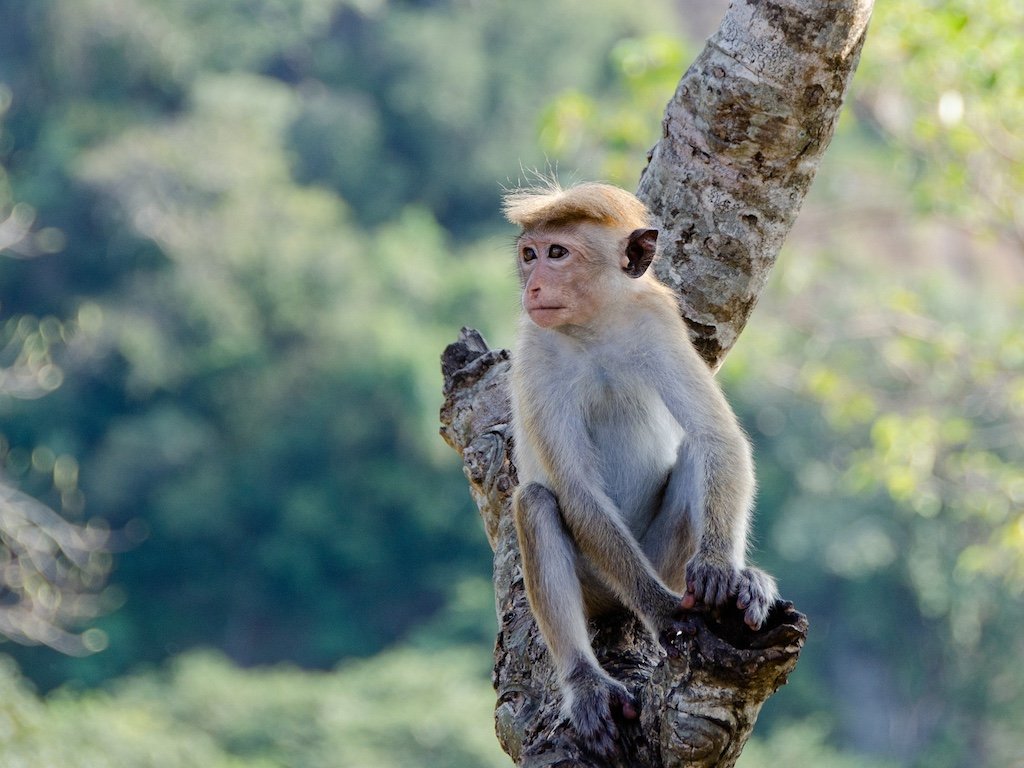 monkey-4036088_1920.JPG