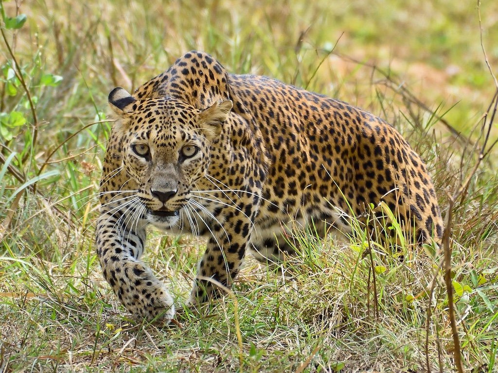 srilanka-trip-6889809_1920.JPG