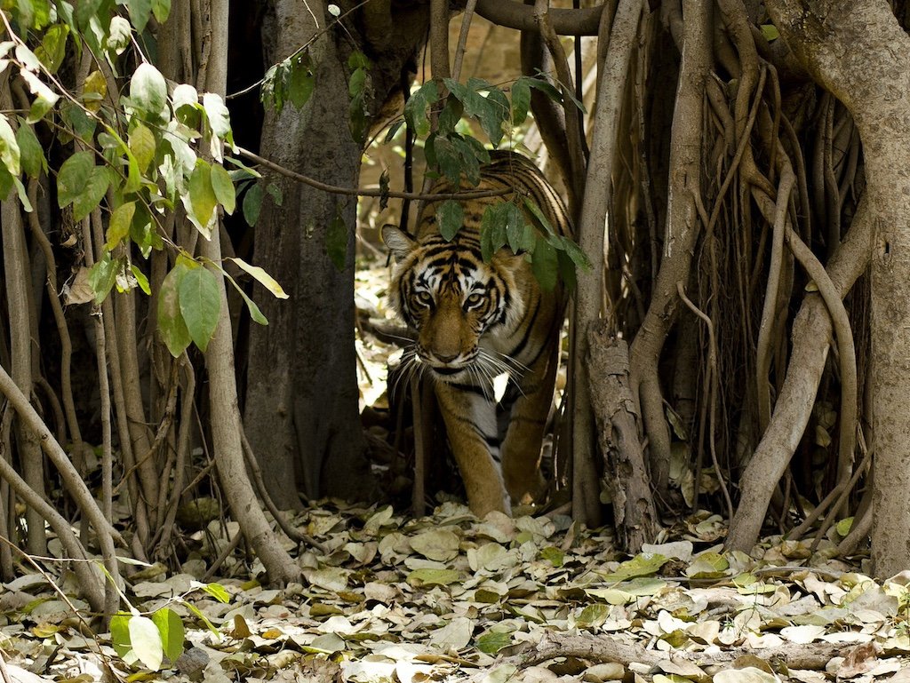 tiger-5185780_1920.JPG