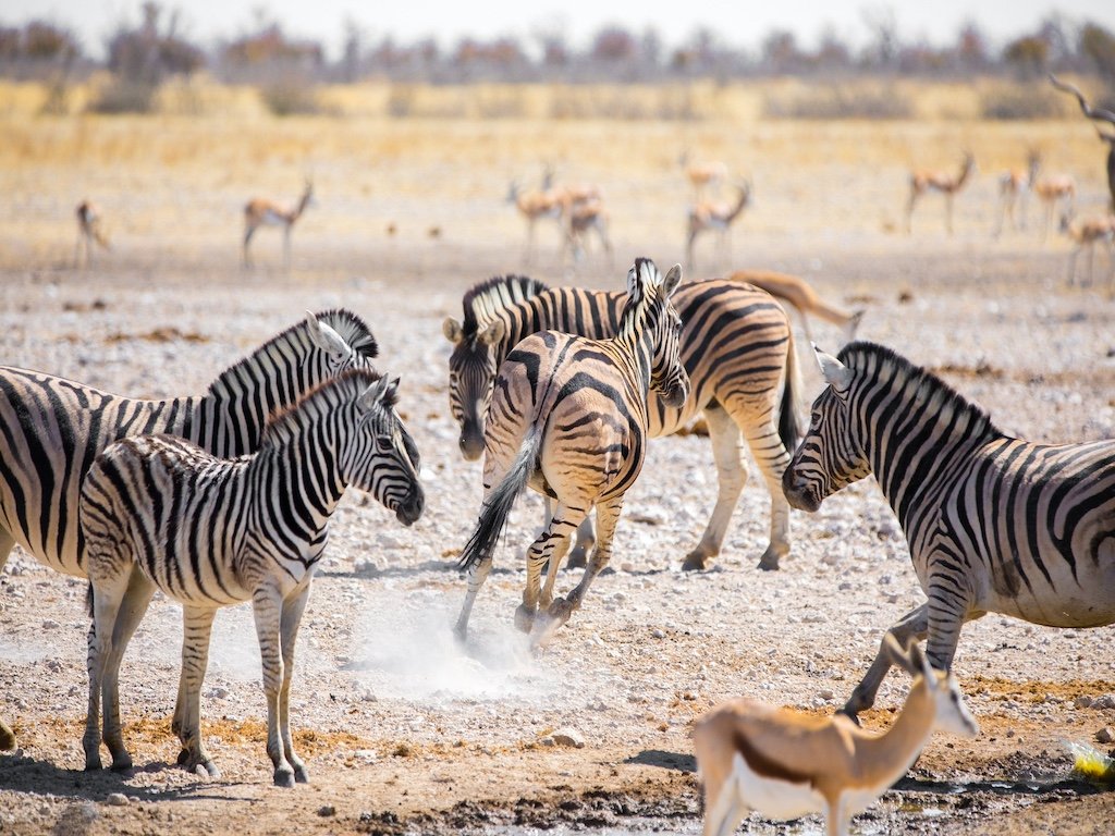 zebras-5015976_1920.jpg